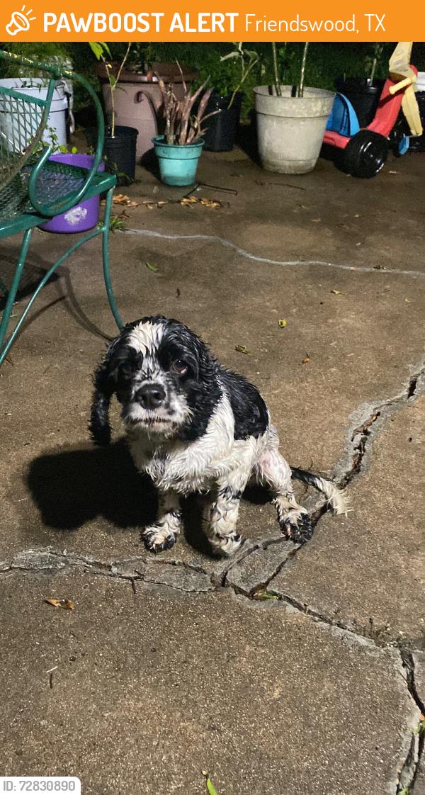 Found/Stray Male Dog last seen Bradywyne , Friendswood, TX 77546