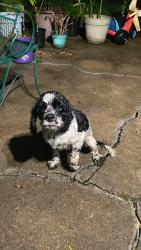 Found/Stray Male Dog last seen Bradywyne , Friendswood, TX 77546