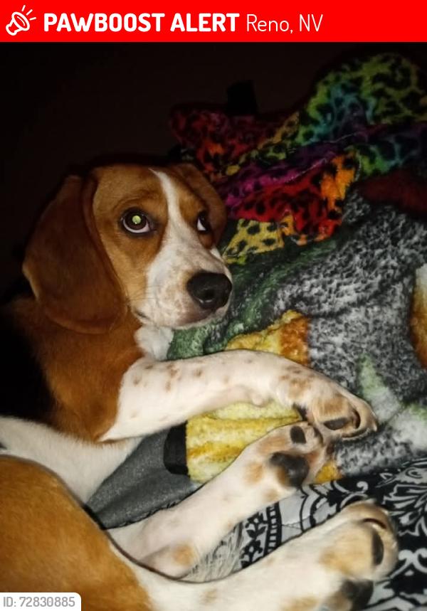 Lost Female Dog last seen Peckham, Jasper, Warren Ave., Reno, NV 89502
