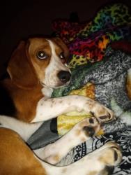 Lost Female Dog last seen Peckham, Jasper, Warren Ave., Reno, NV 89502