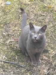 Found/Stray Male Cat last seen Jackson Rd., Oakdale, CA 95361