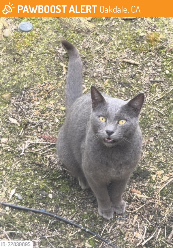 Found/Stray Male Cat last seen Jackson Rd., Oakdale, CA 95361