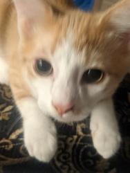 Lost Male Cat last seen Poplar ridge ln , Chapmansboro, TN 37035