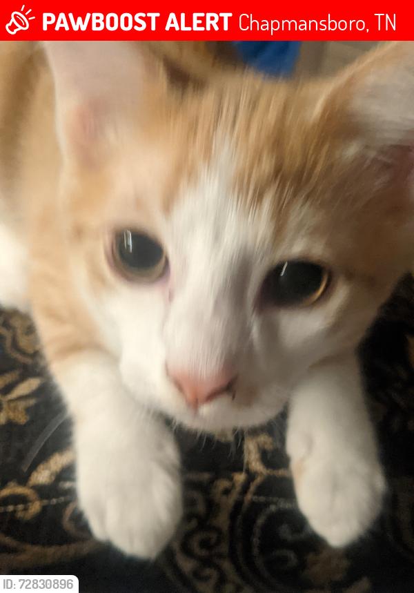 Lost Male Cat last seen Poplar ridge ln , Chapmansboro, TN 37035