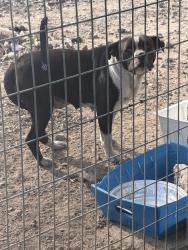 Found/Stray Female Dog last seen Near st and Santee st , Los Angeles, CA 90021
