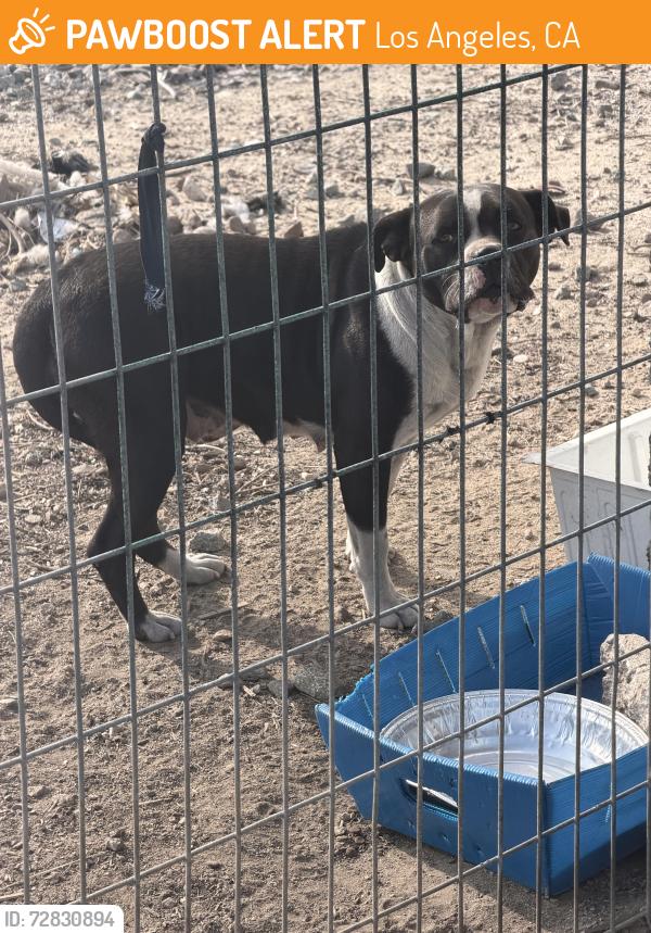 Found/Stray Female Dog last seen Near st and Santee st , Los Angeles, CA 90021