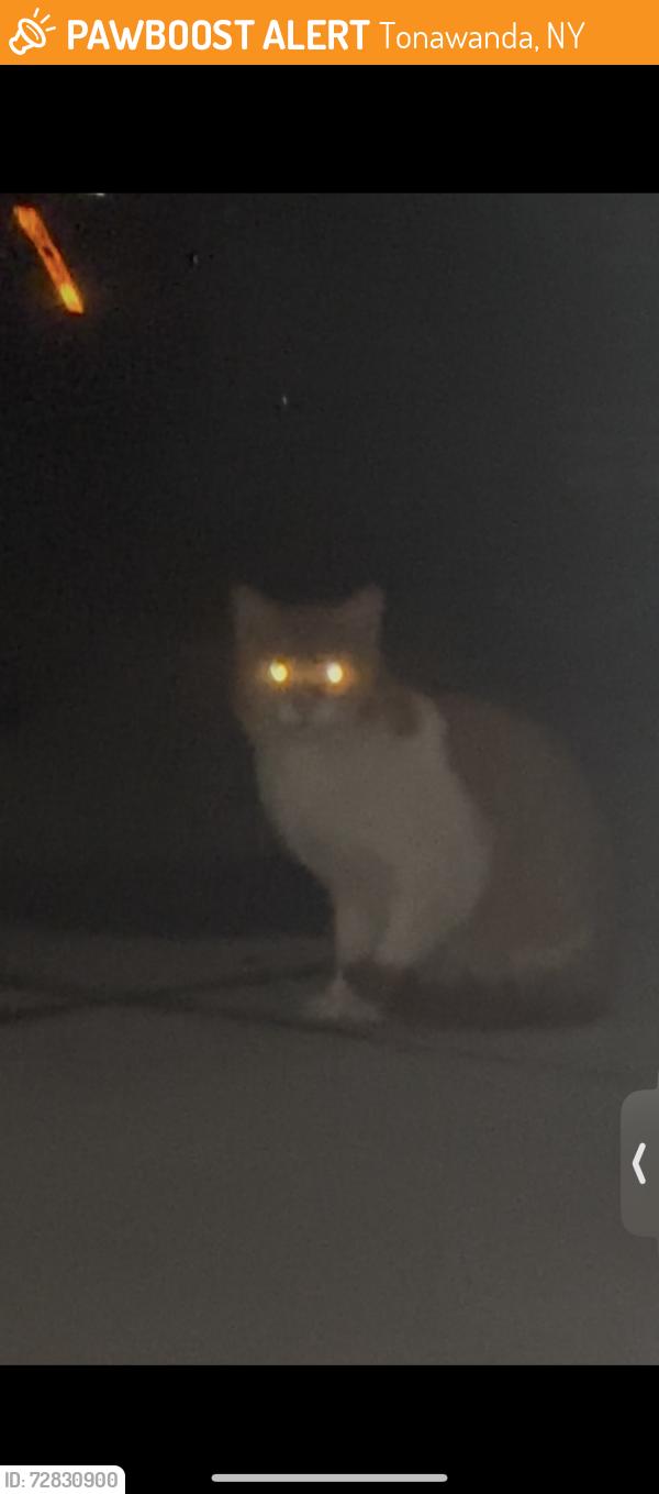 Found/Stray Unknown Cat last seen Delaware ave and Maldiner, Tonawanda, NY 14150
