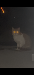 Found/Stray Unknown Cat last seen Delaware ave and Maldiner, Tonawanda, NY 14150