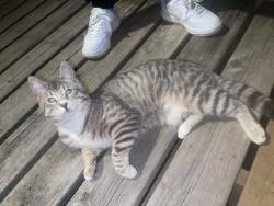 Found/Stray Male Cat last seen Near mill st e leamington, Leamington, ON N8H