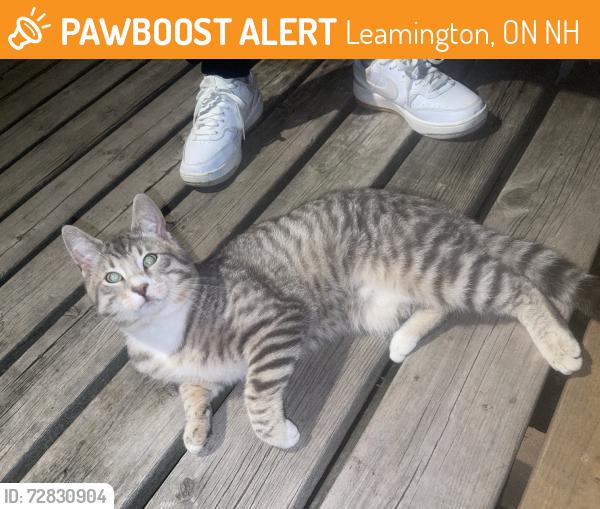 Found/Stray Male Cat last seen Near mill st e leamington, Leamington, ON N8H