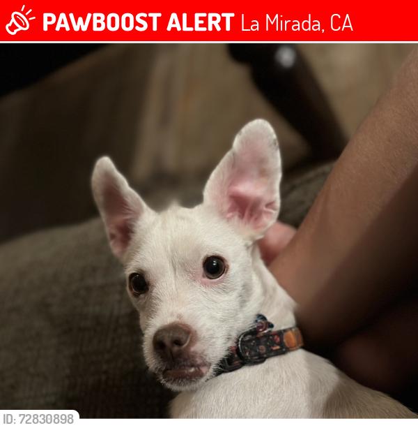 Lost Female Dog last seen Alondra Blvd and Escalona Dr in La Mirada, La Mirada, CA 90638
