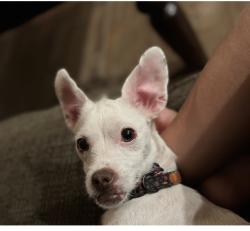 Lost Female Dog last seen Alondra Blvd and Escalona Dr in La Mirada, La Mirada, CA 90638