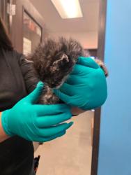 Shelter Stray Male Cat last seen SUMMER ST BAKERSFIELD, Bakersfield, CA 93307