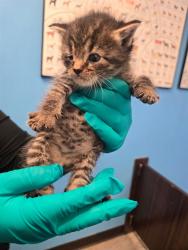 Shelter Stray Male Cat last seen SUMMER ST BAKERSFIELD, Bakersfield, CA 93307
