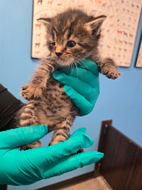 Shelter Stray Male Cat last seen SUMMER ST BAKERSFIELD, Bakersfield, CA 93307