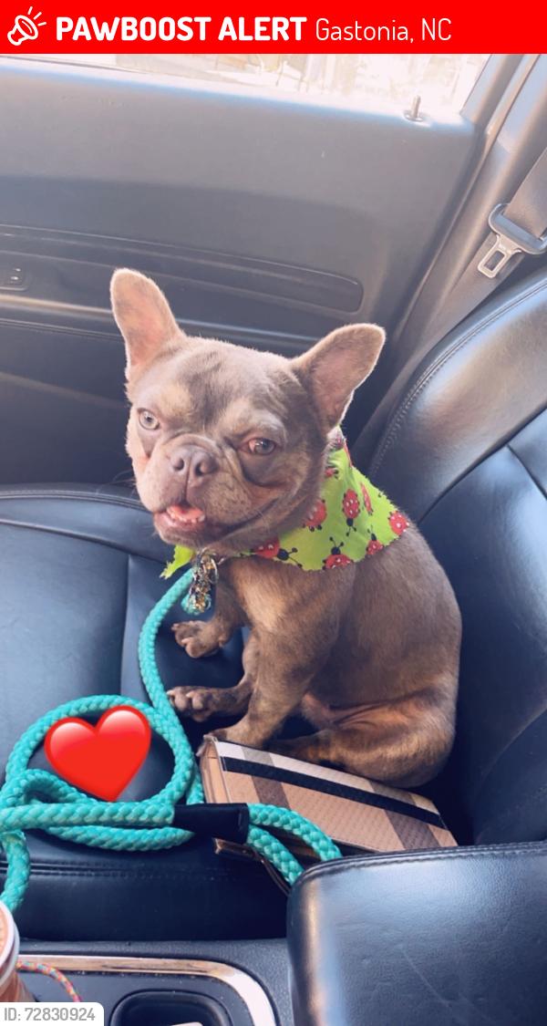 Lost Female Dog last seen Chapel grove school road, Gastonia, NC 28052