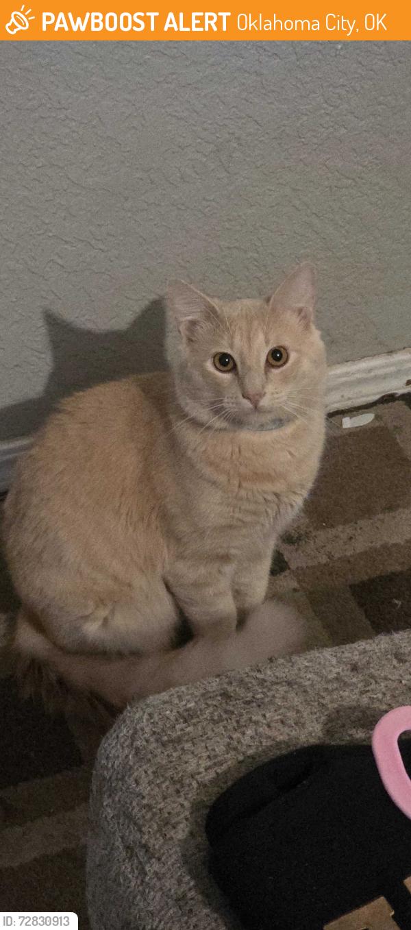 Found/Stray Male Cat last seen Se may and 89th street, Oklahoma City, OK 73120