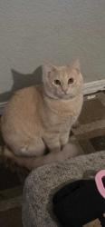 Found/Stray Male Cat last seen Se may and 89th street, Oklahoma City, OK 73120