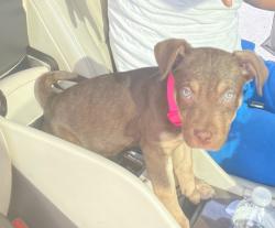 Lost Female Dog last seen Village West apmts , Louisville, KY 40203