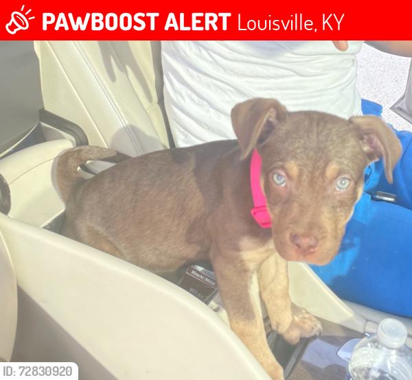 Lost Female Dog last seen Village West apmts , Louisville, KY 40203