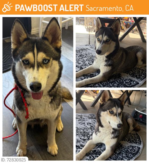 Found/Stray Female Dog last seen Lemon hill ave, Sacramento, CA 95820