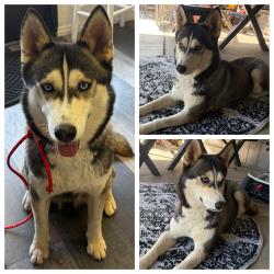 Found/Stray Female Dog last seen Lemon hill ave, Sacramento, CA 95820