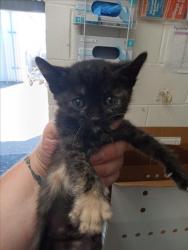 Shelter Stray Female Cat last seen ORANGE SHOW RD AND E ST, San Bernardino, CA 92401