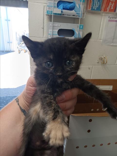 Shelter Stray Female Cat last seen ORANGE SHOW RD AND E ST, San Bernardino, CA 92401
