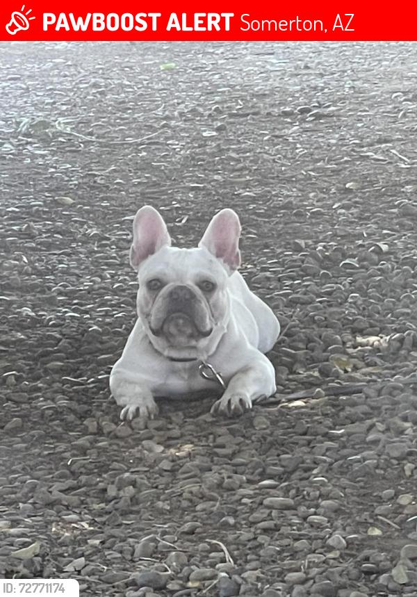 Lost Male Dog last seen Canon , Somerton, AZ 85350
