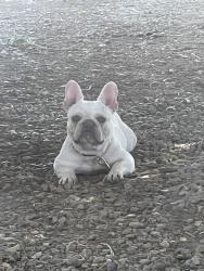 Lost Male Dog last seen Canon , Somerton, AZ 85350