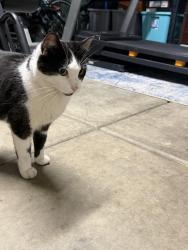 Found/Stray Unknown Cat last seen Chilton middle school, Roseville, CA 95747
