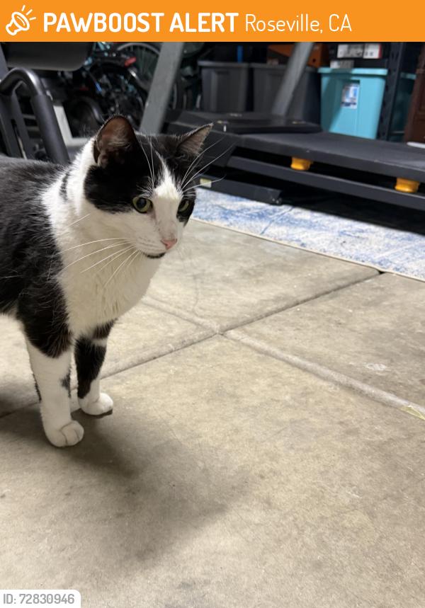 Found/Stray Unknown Cat last seen Chilton middle school, Roseville, CA 95747