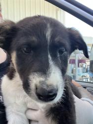 Shelter Stray Female Dog last seen Near BLOCK DI GIORGIO RD, BAKERSFIELD CA 93307, Bakersfield, CA 93308
