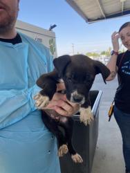 Shelter Stray Male Dog last seen Near BLOCK KELLY ST, MOJAVE CA 93501, Bakersfield, CA 93308