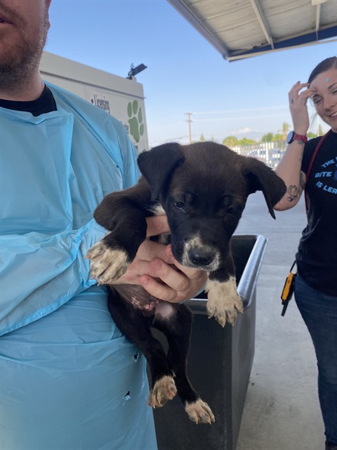 Shelter Stray Male Dog last seen Near BLOCK KELLY ST, MOJAVE CA 93501, Bakersfield, CA 93308