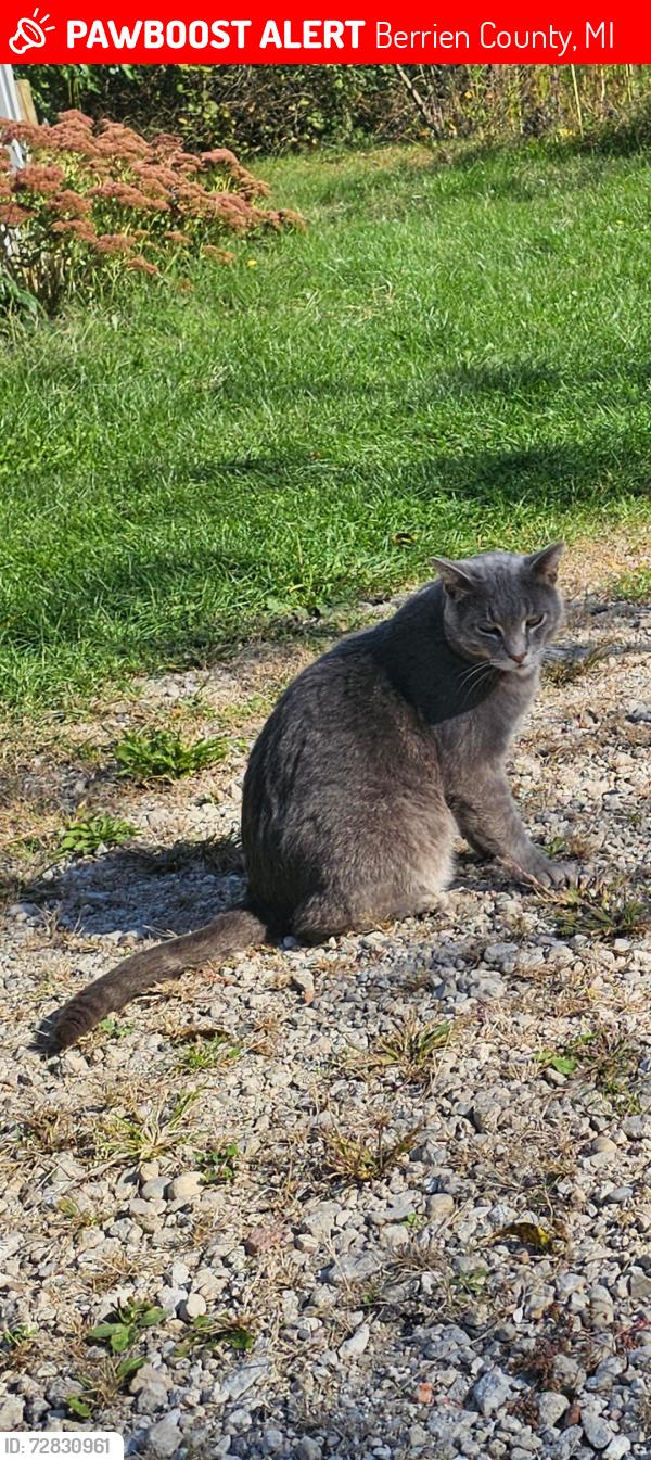 Lost Male Cat last seen Hills and snow rd baroda, Berrien County, MI 49101