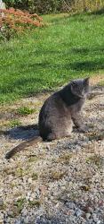Lost Male Cat last seen Hills and snow rd baroda, Berrien County, MI 49101