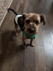 Found/Stray Male Dog last seen Cajalco and Clark, Mead Valley, CA 92570