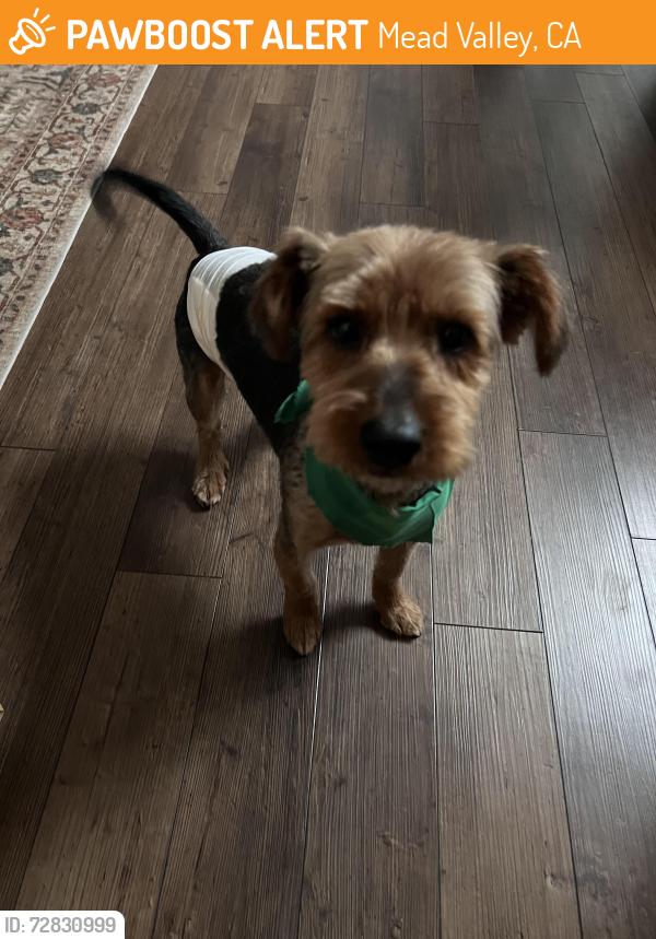 Found/Stray Male Dog last seen Cajalco and Clark, Mead Valley, CA 92570