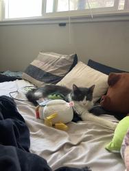 Lost Male Cat last seen Blythe Ave, glenmare street , Highland, CA 92346
