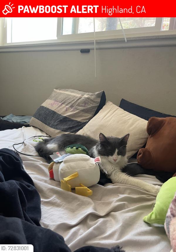 Lost Male Cat last seen Blythe Ave, glenmare street , Highland, CA 92346