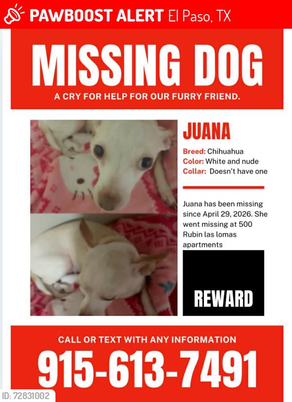 Lost Female Dog last seen rubin Drive, El Paso, TX 79912