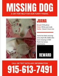 Lost Female Dog last seen rubin Drive, El Paso, TX 79912