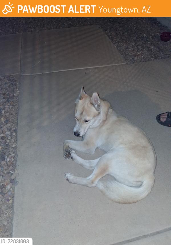 Found/Stray Male Dog last seen 113th Ave in Youngtown, Youngtown, AZ 85363