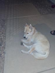 Found/Stray Male Dog last seen 113th Ave in Youngtown, Youngtown, AZ 85363