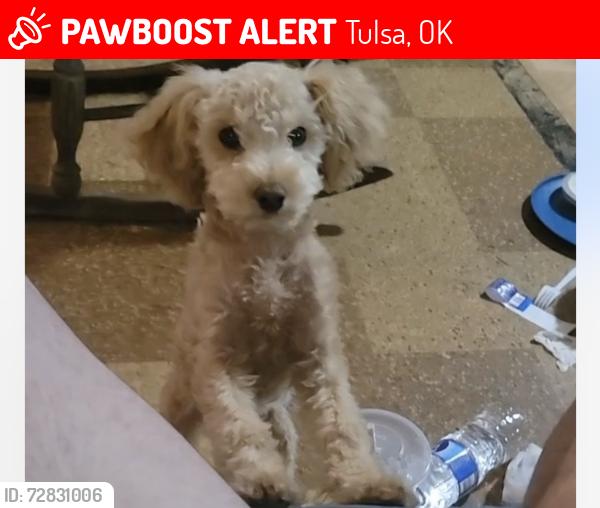 Lost Female Dog last seen In back yard, Tulsa, OK 74129