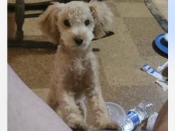 Lost Female Dog last seen In back yard, Tulsa, OK 74129