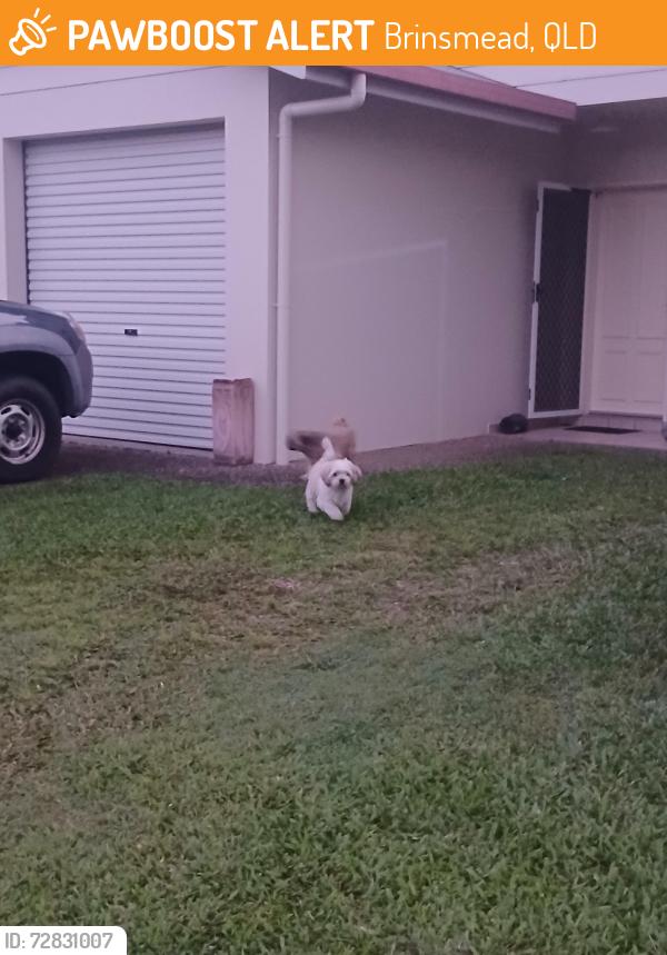 Found/Stray Unknown Dog last seen Obersky dr, Brinsmead, QLD 4870