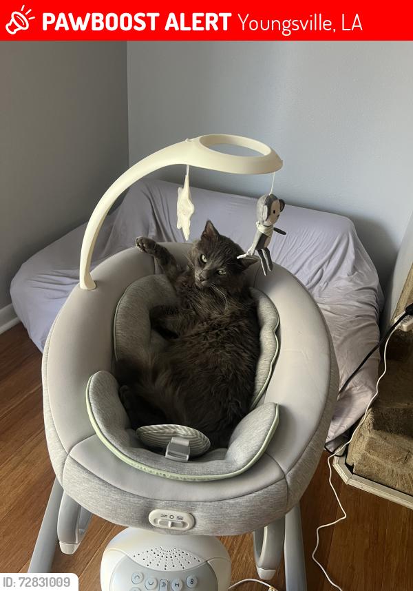 Lost Male Cat last seen Fortune street, Youngsville, LA 70592
