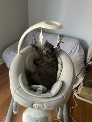Lost Male Cat last seen Fortune street, Youngsville, LA 70592